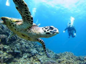 Puerto Vallarta Sea Turtle Scuba-diving